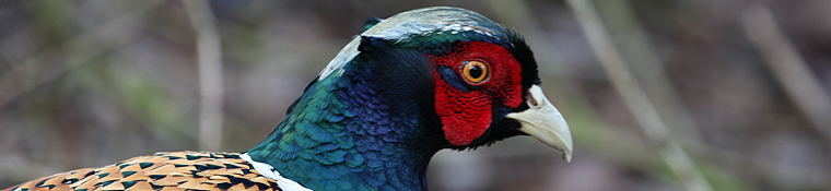 Male Pheasant, Leighton Moss.