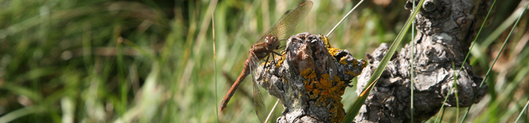 Seen locally but not necessarily photographed locally - Common Darter dragonfly.
