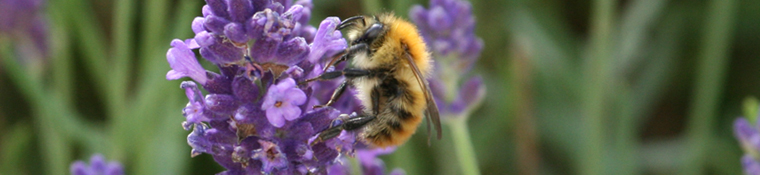 Seen locally but not necessarily photographed locally - Bumble Bee on Lavender