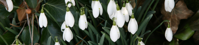 Snowdrops.