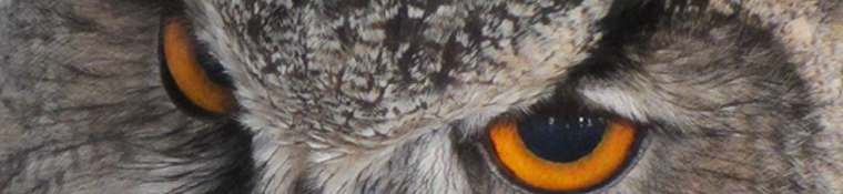 The eyes have it - Eagle Owl.