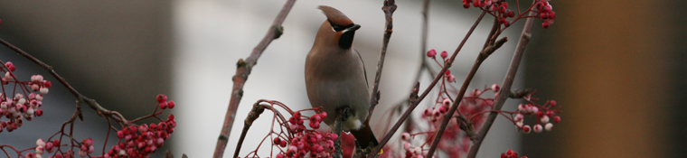 One of a flock of 10 waxwings, Hala, Lancaster.